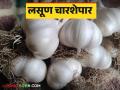 Lasun Bajar Bhav : लसूण बाजार आणखी दोन महिने तेजीत राहण्याचा अंदाज - Marathi News | Lasun Bajar Bhav : Garlic market expected to remain higher for another two months | Latest agriculture News at Lokmat.com