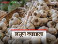 राज्यात लसणाची आवक घटली; लसूण बाजारभावात दुपटीने वाढ - Marathi News | Inflow of garlic in the state decreased; increase Double in garlic market price | Latest agriculture News at Lokmat.com