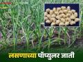 Lasun Lagwad : लसूण लागवड करताय? ह्या आहेत लसणाच्या अधिक उत्पादन देणाऱ्या सात जाती - Marathi News | Lasun Lagwad : Garlic cultivation? Here are seven high yielding varieties of garlic | Latest agriculture News at Lokmat.com