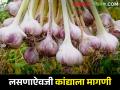 आवक घटल्याने लसणाची आतापर्यंत उच्चांकी दराने विक्री; किती मिळाला भाव - Marathi News | Garlic sales at record highs due to decrease in arrivals; How much market price you get? | Latest agriculture News at Lokmat.com
