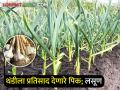 लसूण उत्पादन वाढीसाठी लागवडीचे तंत्रज्ञान - Marathi News | Cultivation technology for increasing garlic production | Latest agriculture News at Lokmat.com
