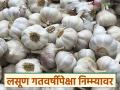 Lasun Market : हंगामाच्या अखेरीस लसूण गतवर्षीपेक्षा निम्म्यावर, फेब्रुवारीत दर कसे राहतील?  - Marathi News | Latest News lasun market How will garlic prices be in February | Latest agriculture News at Lokmat.com