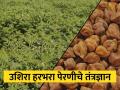 बागायती हरभरा लागवड तंत्रज्ञान - Marathi News | Irrigated chick pea gram cultivation technology | Latest agriculture News at Lokmat.com