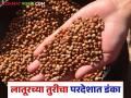 Tur Dal Market update: लातूरची तूर डाळ ऑस्ट्रेलिया, कॅनडा अन् दुबईत! वाचा सविस्तर - Marathi News | Tur Dal Market update: latest news Latur's Tur Dal in Australia, Canada and Dubai! Read in detail | Latest agriculture News at Lokmat.com