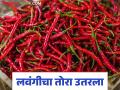 Lavangi Mirchi Market Update:लवंगीचा तोरा उतरला; काय आहे कारण ते वाचा सविस्तर - Marathi News | Lavangi Mirchi Market Update: latest news Chili rate low; Read the reason in detail | Latest agriculture News at Lokmat.com