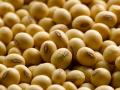 Soybean Market Maharashtra: राज्यात दुपारच्या सत्रात 6197 क्विंटल सोयाबीनची आवक, वाचा सविस्तर.. - Marathi News | Soybean Market Maharashtra: Inflow of 6197 quintals of soybeans in afternoon session in state, read details.. | Latest agriculture News at Lokmat.com