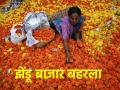 बाजार झेंडू फुलांनी बहरला, ५० ते १५० रुपये किलोने होतोय भाव - Marathi News | | Latest agriculture News at Lokmat.com