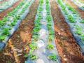 बदलापूरजवळ स्ट्रॉबेरीच्या शेतीचा ‘अनुभव’ - Marathi News | 'Experience' of strawberry farming near Badlapur | Latest thane News at Lokmat.com