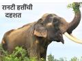 रानटी हत्तींचा उच्छाद! शेतकऱ्याला आपटून चिरडले - Marathi News | The rampage of wild elephants! The farmer was hit and crushed | Latest agriculture News at Lokmat.com
