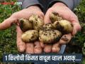 जगातले सगळ्यात महाग बटाटे, १ किलोची किंमत वाचून बसेल धक्का! - Marathi News | World's most expensive potato, price will shock you | Latest jarahatke Photos at Lokmat.com