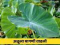अळूच्या पानांना मागणी वाढली शेकडा कसा मिळतोय दर - Marathi News | Demand for aalu leaves has increased How are you getting the market rate? | Latest agriculture News at Lokmat.com