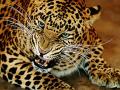 बिबट्याच्या तावडीतून पतीने केली पत्नीची सुटका - Marathi News | Leftover spouse gets rid of a leopard wife | Latest chhatrapati-sambhajinagar News at Lokmat.com