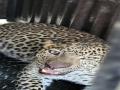 Leopard News: ओतूरच्या बाबीतमळा येथे बिबट जेरबंद - Marathi News | pune news Leopard captured at Babitamala in Otur Junnar | Latest pune News at Lokmat.com
