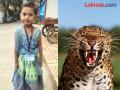 leopard attack : बिबट्याच्या हल्यात पाच वर्षाच्या चिमुकलीचा मृत्यू; हल्याची सातवी दुर्घटना;अजून किती निष्पाप बळी घेणार?? - Marathi News | pune news five-year-old girl dies in leopard attack; Seventh casualty of attack; How many more innocent victims will there be?? | Latest pune News at Lokmat.com