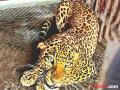 leopard : पिंपरी पेंढार येथील दुरगुडपट येथे बिबट पकडण्यात वनविभागाला यश - Marathi News | Forest department succeeds in catching leopard at Durgudpat in Pimpri Pendhar | Latest pune News at Lokmat.com