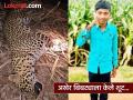 Leopard Attack : ड्रोन, डार्ट आणि गोळीबाराचा थरार; पिंपरखेडमध्ये नरभक्षक बिबट ठार, पण भीती कायम - Marathi News | pune news leopard Attack The thrill of drones, darts and gunfire; Man-eating leopard killed in Pimperkhed, but fear remains | Latest pune News at Lokmat.com