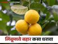 बाजारपेठेच्या अभ्यासानुसार लिंबू फळपिकात कसा धरावा बहार - Marathi News | According to the market study, how to bahar management in lemon | Latest agriculture News at Lokmat.com