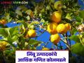 Lemon Farmers Crisis : लिंबू उत्पादकांचे आर्थिक गणित कोलमडले; हवामानातील अनिश्चिततेमुळे शेतकरी त्रस्त - Marathi News | latest news Lemon Farmers Crisis: Lemon growers' financial calculations have collapsed; Farmers are suffering due to weather uncertainty | Latest agriculture News at Lokmat.com