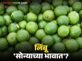 Lemon Market : उन्हाळ्याची सुरुवात आणि लिंबाचा दर गगनाला; पुढे अजून महागणार? - Marathi News | latest news Lemon Market: Summer begins and lemon prices skyrocket; Will it become even more expensive in the future? | Latest agriculture News at Lokmat.com