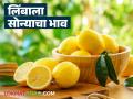 Lemon Market : उन्हाळ्यात लिंबाला सोन्याचे भाव; शेतकऱ्यांना कितपत फायदा? - Marathi News | latest news Lemon Market: Golden prices for lemons in summer; How much benefit do farmers get? | Latest agriculture News at Lokmat.com