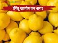 Lemon Market Update : घटस्थापनेच्या दिवशी काय मिळतोय लिंबूला दर वाचा सविस्तर - Marathi News | Lemon Market Update: What is the price of lemon on the day of Ghatasthana Read in detail | Latest agriculture News at Lokmat.com