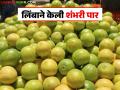 आठवडाभरापूर्वी ६० ते ७० रुपये किलोने मिळणाऱ्या लिंबाना आज काय मिळतोय दर? वाचा सविस्तर - Marathi News | What is the price of lemons that were fetching Rs 60 to Rs 70 per kg a week ago? Read in detail | Latest agriculture News at Lokmat.com