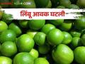 Lemon Market लिंबाची आवक घटली; भाव आणखी वाढणार - Marathi News | Lemon Market, Lemon arrivals down; The market price will increase further | Latest agriculture News at Lokmat.com