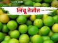 लिंबू बागांना अवकाळीचा फटका; मिळतोय उच्चांकी बाजारभाव - Marathi News | Lemon orchards hit by bad weather; Getting the highest market price | Latest agriculture News at Lokmat.com
