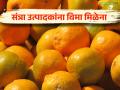 Orange Crop Insurance : निकषात बसत असूनही संत्रा उत्पादकांना विमा मिळेना! - Marathi News | fits in the criteria; then also Orange growers do not get insurance! | Latest agriculture News at Lokmat.com