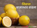 Lemon Market आवक कमी असल्याने लिंबाचा भाव वधारला - Marathi News | The price of lemon has increased due to low arrivals in the Lemon Market | Latest agriculture News at Lokmat.com