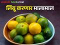 तापमानाचा पारा चढला.. लिंबाची आवक घटली बाजारभाव वाढला - Marathi News | As the temperature raise, the price of lemon also increased | Latest agriculture News at Lokmat.com