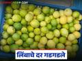 Lemon Market : लिंबूचे दर घसरले, चार वर्षातील सर्वात कमी भाव, सध्या काय भाव मिळतोय?  - Marathi News | Latest news limbu market Lemons priced at just 5 to 15 rupees per kg | Latest agriculture News at Lokmat.com