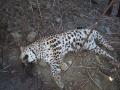 नागपूर जिल्ह्यातील बुटीबोरी-उमरेड मार्गावर दोन बिबट्यांचा मृत्यू - Marathi News | Two leopards die on Butibori-Umred road in Nagpur district | Latest nagpur News at Lokmat.com