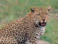 Leopard Dies : मुंबई-पुणे द्रुतगती महामार्गावर बिबट्याचा मृत्यू   - Marathi News | Leopard dies on Mumbai-Pune Expressway | Latest pimpri-chinchwad News at Lokmat.com