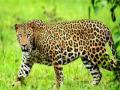 भोर तालुक्यात बिबट्याच्या हल्ल्यात ६ शेळ्या ठार  - Marathi News | Six goats death in Leopard attack at Bhor taluka | Latest pune News at Lokmat.com