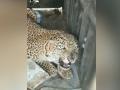 नाशिकमधील गिरणारेत बिबट्या जेरबंद - Marathi News | nashik forest department caught leopard at girnare village in nashik | Latest nashik Videos at Lokmat.com