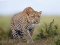 चिंताजनक! राज्यात ६ महिन्यांत ८२ बिबट्यांचा मृत्यू  - Marathi News | 82 leopards died in 6 months in maharashtra | Latest maharashtra News at Lokmat.com