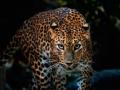 दीड वर्षाच्या चिमुकल्यावर बिबट्याचा जीवघेणा हल्ला - Marathi News | Leopard attack in aone and half year aged child | Latest pune News at Lokmat.com
