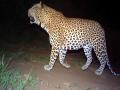 दौंड तालुक्यातील केडगाव येथे बिबट्याशी वृध्द महिलेची झुंज  - Marathi News | old lady fights with leopard in daund taluka | Latest pune News at Lokmat.com