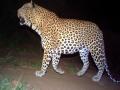 जुन्नर तालुक्यातील नेहरकवाडी येथे धुमाकूळ घालणारा बिबट्या जेरबंद - Marathi News | leopard arrested in the nehkarwadi at Junnar taluka | Latest pune News at Lokmat.com