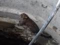 संगमनेरमध्ये पाण्याच्या शोधात असलेला बिबट्या पडला विहिरीत - Marathi News | leopard fall into the wellat ambi dumala | Latest ahilyanagar News at Lokmat.com