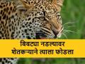 Leopard Attack: शेतकऱ्याचा नाद नाय करायचा, बिबट्या नडला म्हणून शेतकऱ्याने त्याला फोडला - Marathi News | leopard attacks farmer but he fights to ran away it | Latest agriculture News at Lokmat.com
