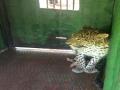 जेरबंद बिबट्याची मादी बोरिवलीच्या संजय गांधी उद्यानात रवाना! - Marathi News | Captive female leopard leaves for Sanjay Gandhi Udyan, Borivali | Latest nashik News at Lokmat.com