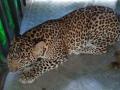 दारणाकाठ : अथक परिश्रमानंतर सामनगावात बिबट्या जेरबंद - Marathi News | Daranakath: Leopards arrested in Samangaon after hard work | Latest nashik News at Lokmat.com
