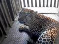 पाथर्डीला बिबट्या जेरबंद; लागोपाठ दोन बिबटे पिंजऱ्यात - Marathi News | Leopard captures Pathardi; Two Leopard in a row in a cage | Latest nashik News at Lokmat.com
