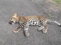 नागपूर जिल्ह्यात बिबट्याचा अपघातात मृत्यू - Marathi News | Death of a leopard by accident in Nagpur district | Latest nagpur News at Lokmat.com