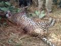 साकोलीनजीक अज्ञात वाहनाच्या धडकेत बिबट्याचा मृत्यू - Marathi News | Death of a leopard in an unknown vehicle dashed | Latest bhandara News at Lokmat.com