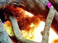 महाराजबागेतील ‘बिबट’ अनामिकेचा मृत्यू - Marathi News | The death of a leopard 'Anamika' in Maharajbagh | Latest nagpur News at Lokmat.com