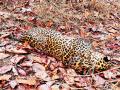 पेंच वनपरिक्षेत्रात मृतावस्थेत आढळली मादी बिबट - Marathi News | A female leopard was found dead in the Pench forest reserve | Latest nagpur News at Lokmat.com