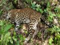 अन्नाअभावी बिबट्याचा मृत्यू - Marathi News | Death of A Leopard | Latest ratnagiri News at Lokmat.com